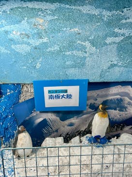 滋賀農業公園ブルーメの丘に投稿された画像（2025/6/8）