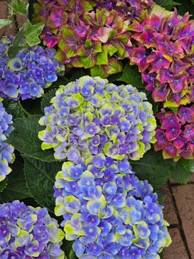 横浜イングリッシュガーデンに投稿された画像（2025/6/8）