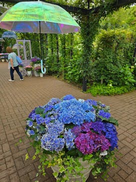 横浜イングリッシュガーデンに投稿された画像（2025/6/8）