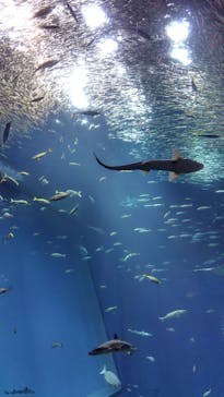 アクアワールド茨城県大洗水族館に投稿された画像（2025/6/8）