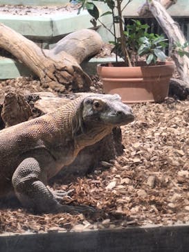 名古屋市東山動植物園に投稿された画像（2025/6/8）