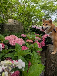 大阪府立花の文化園に投稿された画像（2025/6/8）