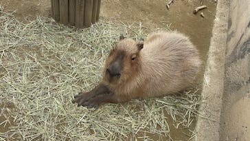 霞ケ浦 どうぶつとみんなのいえに投稿された画像（2025/6/8）