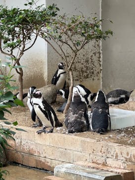 霞ケ浦 どうぶつとみんなのいえに投稿された画像（2025/6/8）