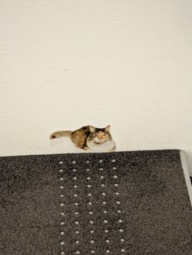 藤田嗣治 7つの情熱（ＳＯＭＰＯ美術館）	に投稿された画像（2025/6/8）