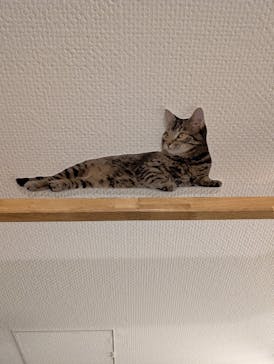 藤田嗣治 7つの情熱（ＳＯＭＰＯ美術館）	に投稿された画像（2025/6/8）