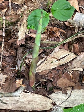 休暇村岩手網張温泉に投稿された画像（2025/6/8）