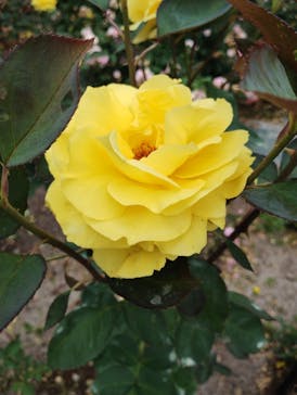 ぎふワールド・ローズガーデンに投稿された画像（2025/6/8）