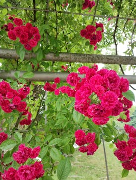 ぎふワールド・ローズガーデンに投稿された画像（2025/6/8）