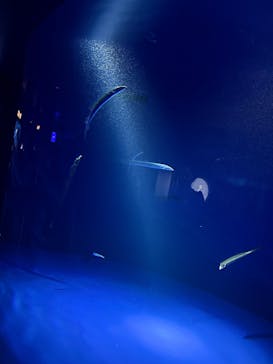 サンシャイン水族館に投稿された画像（2025/6/8）