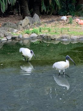 熱川バナナワニ園に投稿された画像（2025/6/8）