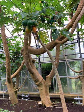 熱川バナナワニ園に投稿された画像（2025/6/8）