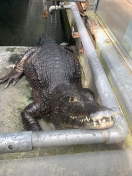 熱川バナナワニ園に投稿された画像（2025/6/8）