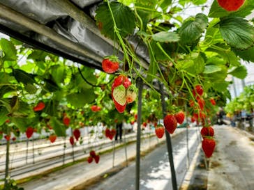 淡路ファームパーク イングランドの丘に投稿された画像（2025/6/8）