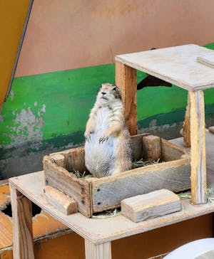 淡路ファームパーク イングランドの丘に投稿された画像（2025/6/8）