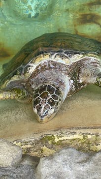 あわしまマリンパークに投稿された画像（2025/6/8）