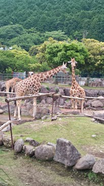 伊豆アニマルキングダムに投稿された画像（2025/6/8）