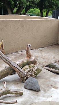 伊豆アニマルキングダムに投稿された画像（2025/6/8）