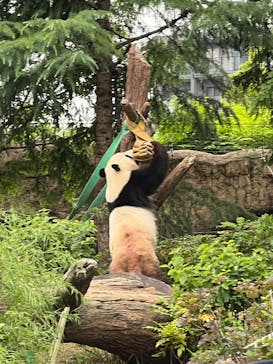 恩賜上野動物園に投稿された画像（2025/6/8）