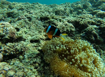 武藤潜水に投稿された画像（2025/6/8）