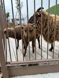 伊豆シャボテン動物公園に投稿された画像（2025/6/8）