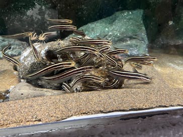 しながわ水族館に投稿された画像（2025/6/8）