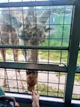 那須サファリパークに投稿された画像（2025/6/8）