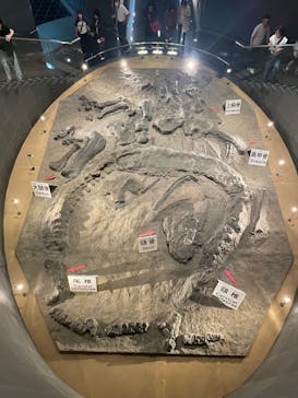 福井県立恐竜博物館に投稿された画像（2025/6/8）