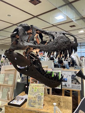 地球のお宝大集合！博物マニアに投稿された画像（2025/6/8）