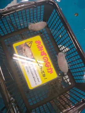 竹島水族館に投稿された画像（2025/6/8）