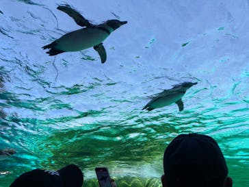 天王寺動物園に投稿された画像（2025/6/8）