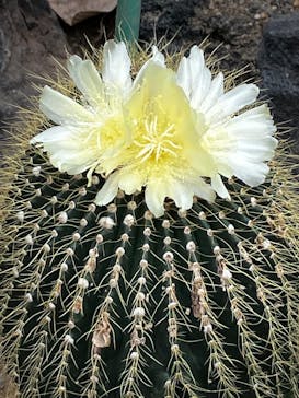 伊豆シャボテン動物公園に投稿された画像（2025/6/8）