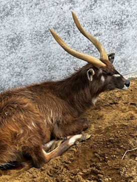 伊豆シャボテン動物公園に投稿された画像（2025/6/8）