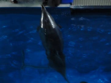 マクセル アクアパーク品川に投稿された画像（2025/6/8）