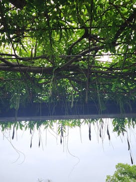 モネ　睡蓮のときに投稿された画像（2025/6/8）