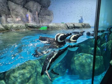 横浜・八景島シーパラダイスに投稿された画像（2025/6/8）