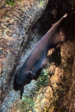 サンシャイン水族館に投稿された画像（2025/6/8）