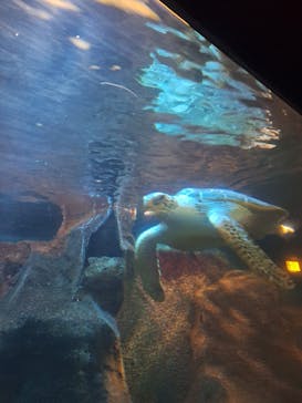 ゼロ距離水族館 伊勢シーパラダイスに投稿された画像（2025/6/8）