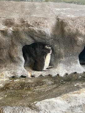 しながわ水族館に投稿された画像（2025/6/8）