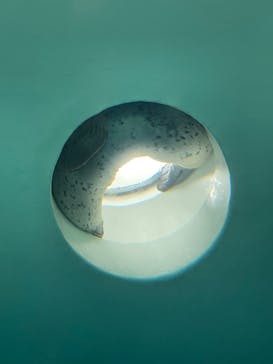 しながわ水族館に投稿された画像（2025/6/8）