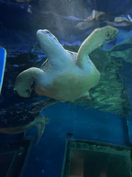しながわ水族館に投稿された画像（2025/6/8）
