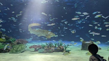 サンシャイン水族館に投稿された画像（2025/6/8）