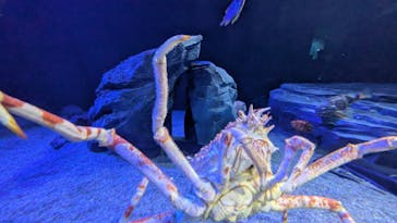 サンシャイン水族館に投稿された画像（2025/6/8）