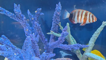 サンシャイン水族館に投稿された画像（2025/6/8）