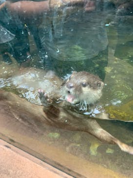 那須どうぶつ王国に投稿された画像（2025/6/8）