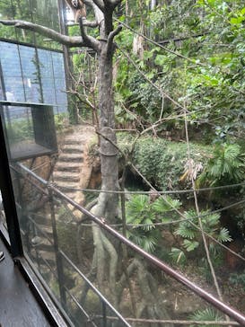 恩賜上野動物園に投稿された画像（2025/6/8）