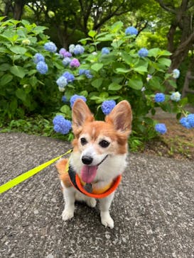 わんダフルネイチャーヴィレッジに投稿された画像（2025/6/8）