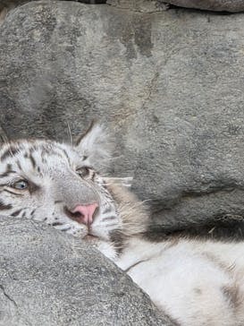東武動物公園に投稿された画像（2025/6/8）