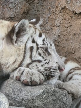 東武動物公園に投稿された画像（2025/6/8）