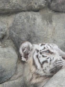 東武動物公園に投稿された画像（2025/6/8）